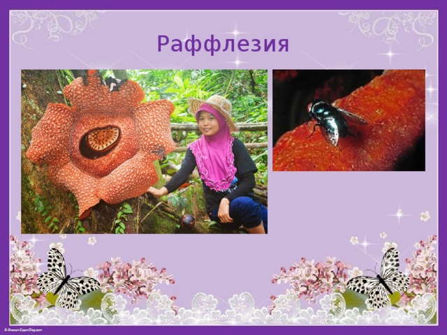 Раффлезия 