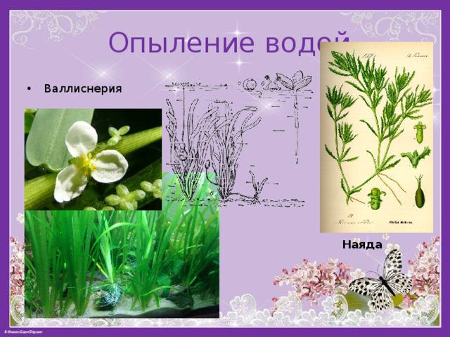  Опыление водой Валлиснерия Наяда 