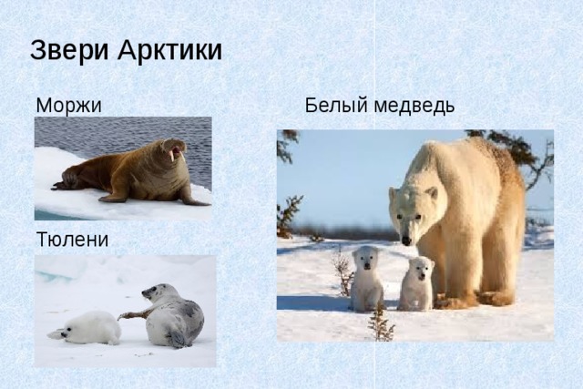 Звери Арктики Моржи Белый медведь Тюлени 