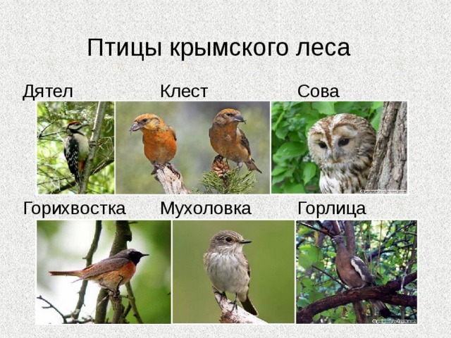 Звери крымского леса Белка Лисица Кабан Заяц Ласка Олень 