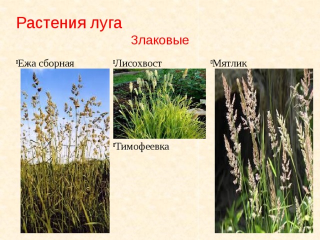 Растения луга Злаковые Ежа сборная Лисохвост Мятлик Тимофеевка 