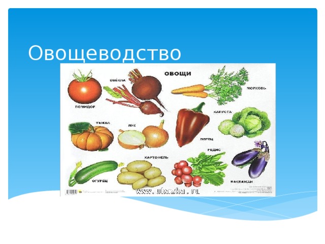 Отрасль овощеводства. Овощеводство проект. Презентация на тему овощеводство. Проект на тему овощеводство. Овощеводство информация.