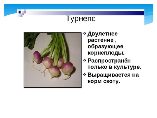 Презентация на тему корнеплоды