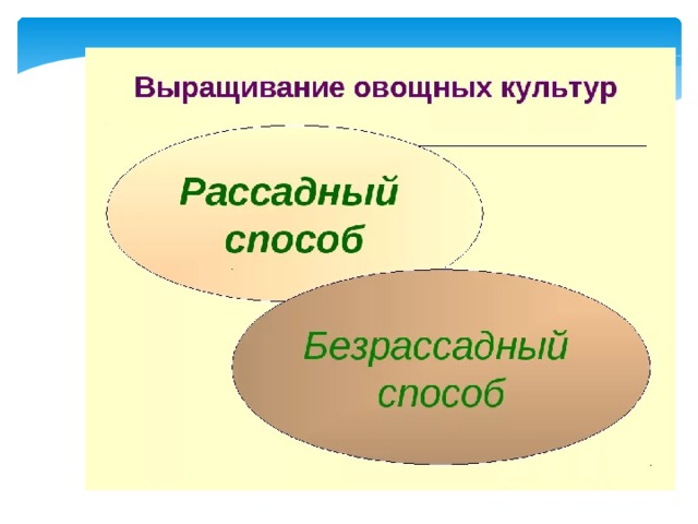 Презентация овощеводство 6 класс