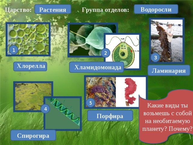 Рассмотрите изображение растений ламинария баклажан спирогира