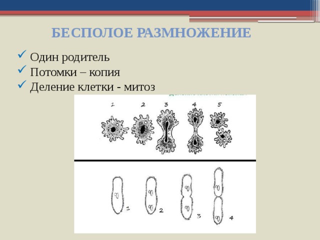 Формы размножения организмов бесполое размножение митоз 9 класс презентация