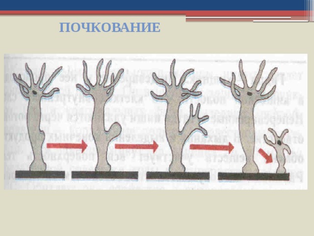 Процесс почкования. Почкование бесполое размножение. Размножение гидры почкование. Метод почкования. Почкование схема.