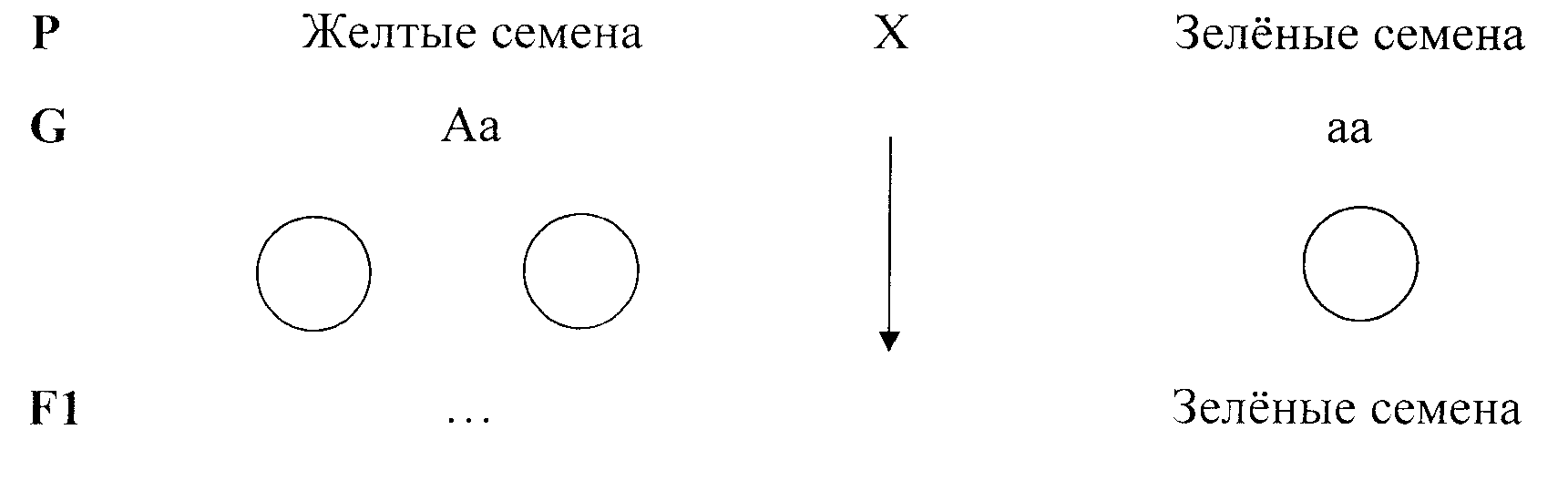 Практическое занятие № 4. 