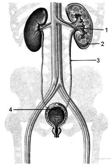 Контрольная работа по биологии мочевыделительная система кожа. Мочевыделительная система человека рисунок. Почки и мочевыделительная система. Мочевыделительная система почки мочеточники. Мочевыделительная система строение без подписей.