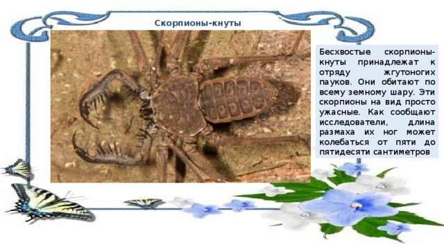Скорпионы-кнуты Бесхвостые скорпионы-кнуты принадлежат к отряду жгутоногих пауков. Они обитают по всему земному шару. Эти скорпионы на вид просто ужасные. Как сообщают исследователи, длина размаха их ног может колебаться от пяти до пятидесяти сантиметров 