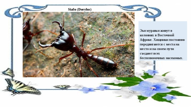  Siafu (Dorylus)   Эьи муравьи живут в колониях в Восточной Африке. Хищники постоянно передвигаются с места на место и на своем пути съедают всех беспозвоночных насекомых. 