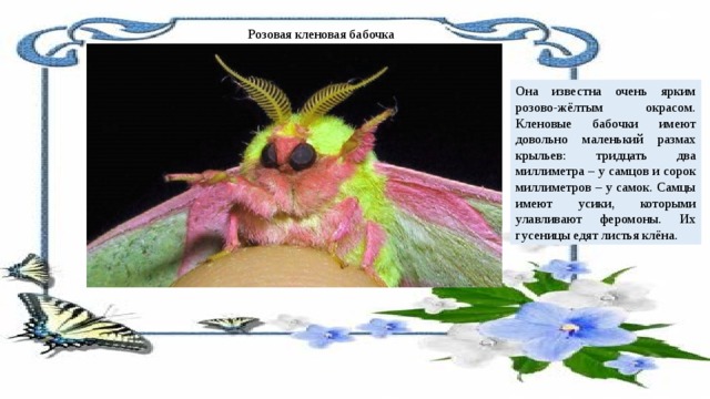 Розовая кленовая бабочка Она известна очень ярким розово-жёлтым окрасом. Кленовые бабочки имеют довольно маленький размах крыльев: тридцать два миллиметра – у самцов и сорок миллиметров – у самок. Самцы имеют усики, которыми улавливают феромоны. Их гусеницы едят листья клёна. 