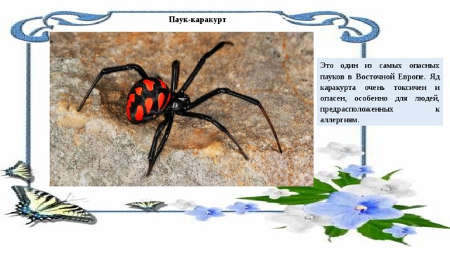 Паук-каракурт Это один из самых опасных пауков в Восточной Европе. Яд каракурта очень токсичен и опасен, особенно для людей, предрасположенных к аллергиям. 