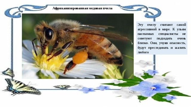 Африканизированная медовая пчела Эту пчелу считают самой агрессивной в мире. К ульям насекомых специалисты не советуют подходить очень близко. Они, учуяв опасность, будут преследовать и жалить любого 