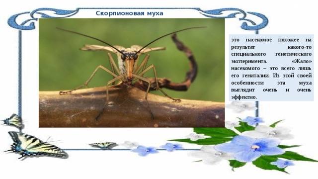 Скорпионовая муха это насекомое похожее на результат какого-то специального генетического эксперимента. «Жало» насекомого – это всего лишь его гениталии. Из этой своей особенности эта муха выглядит очень и очень эффектно. 