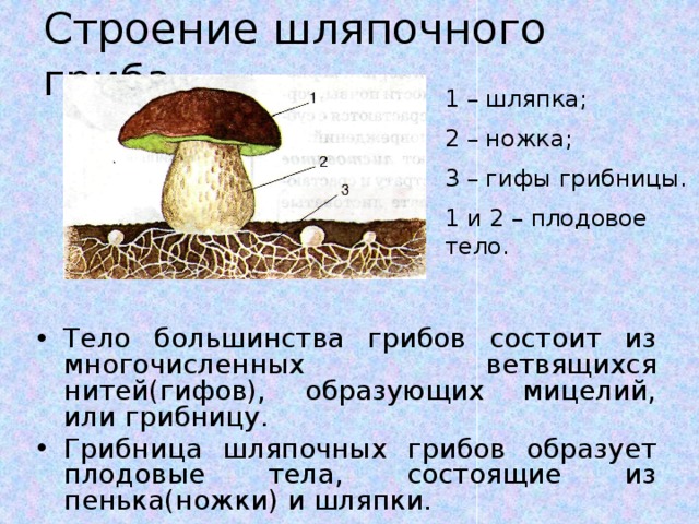 Тело гриба. Тело шляпочных грибов состоит из гифов. Строение шляпочного гриба гифы. Гриб гифы и плодовое тело гриба. Плодовое тело шляпочного гриба состоит из пенька и.