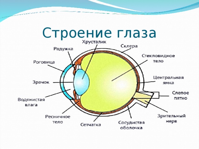 Глаз человека строение проект