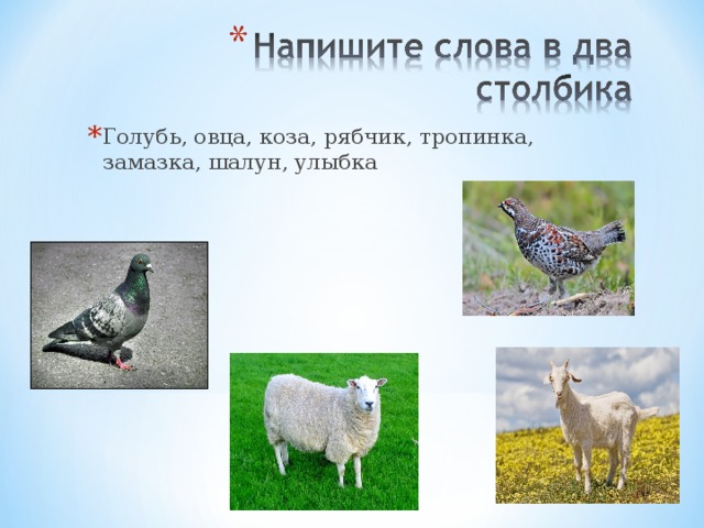 Голубь, овца, коза, рябчик, тропинка, замазка, шалун, улыбка 
