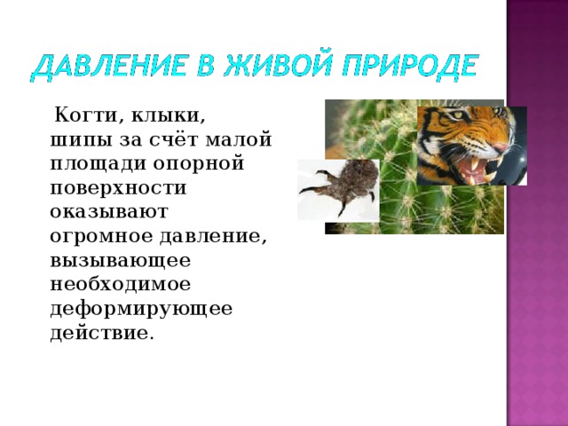  Когти, клыки, шипы за счёт малой площади опорной поверхности оказывают огромное давление, вызывающее необходимое деформирующее действие. 