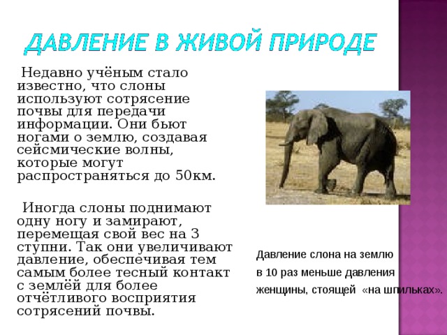 Недавно учёным стало известно, что слоны используют сотрясение почвы для передачи информации. Они бьют ногами о землю, создавая сейсмические волны, которые могут распространяться до 50км.  Иногда слоны поднимают одну ногу и замирают, перемещая свой вес на 3 ступни. Так они увеличивают давление, обеспечивая тем самым более тесный контакт с землёй для более отчётливого восприятия сотрясений почвы. Давление слона на землю Давление слона на землю в 10 раз меньше давления женщины, стоящей «на шпильках».  