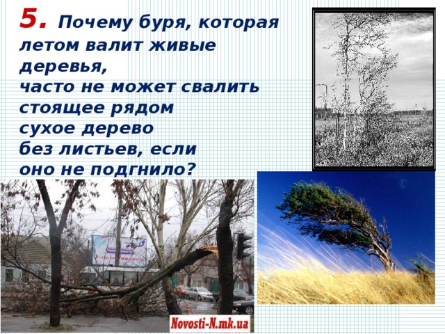 5. Почему буря, которая летом валит живые деревья, часто не может свалить стоящее рядом сухое дерево без листьев, если оно не подгнило?   