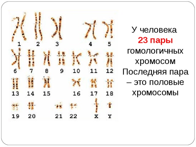 У человека 23 пары гомологичных хромосом Последняя пара – это половые хромосомы 