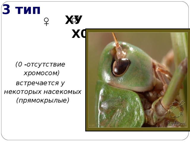 3 тип ♂ ♀  ХУ Х0 (0 -отсутствие хромосом) встречается у некоторых насекомых (прямокрылые)  