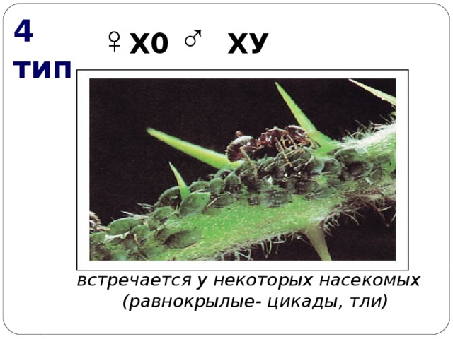 4 тип ♂ ♀ ♀  Х0 ХУ встречается у некоторых насекомых (равнокрылые- цикады, тли)  