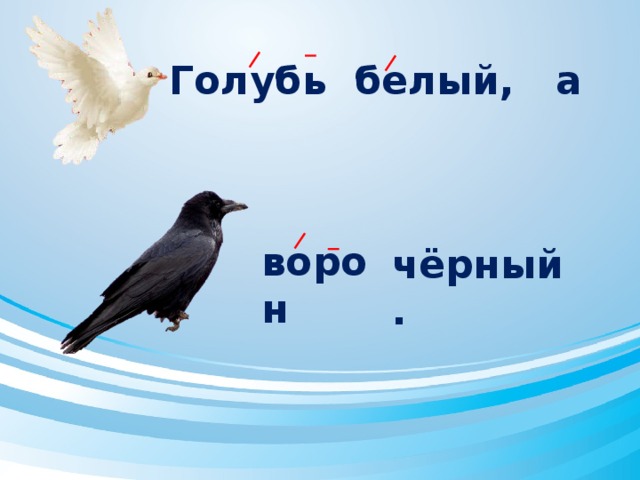 Голубь белый, а ворон чёрный. 