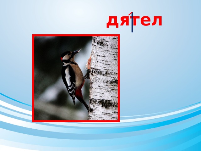 дятел 