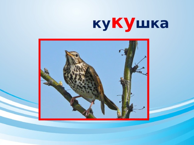 ку ку шка 