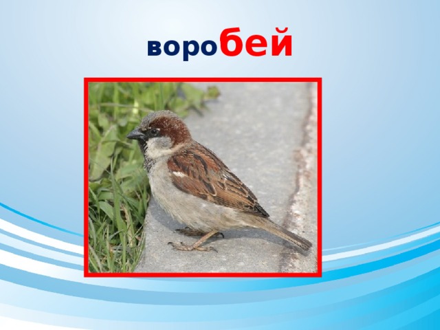 воро бей 