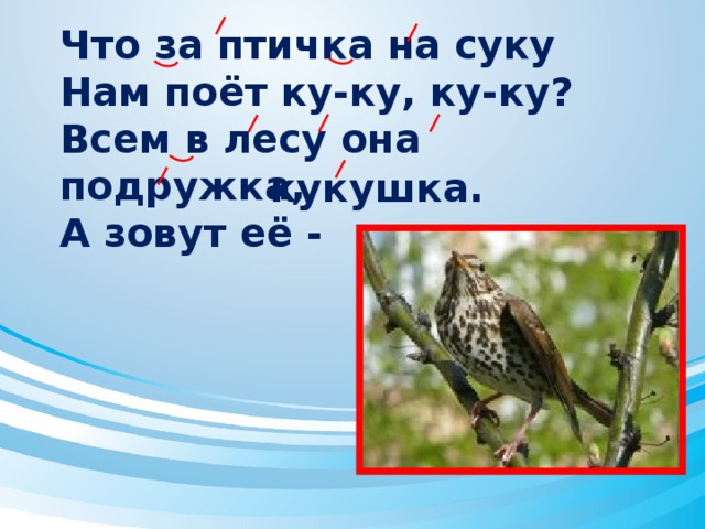 Что за птичка на суку  Нам поёт ку-ку, ку-ку?  Всем в лесу она подружка,  А зовут её - кукушка.  