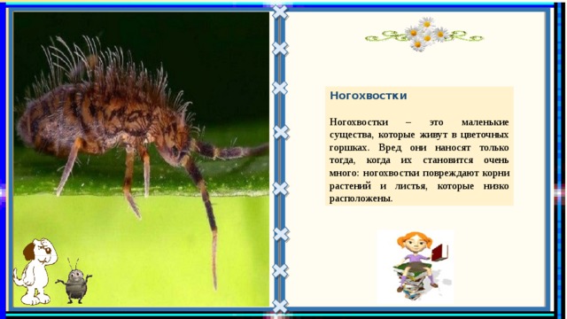 Ногохвостки   Ногохвостки – это маленькие существа, которые живут в цветочных горшках. Вред они наносят только тогда, когда их становится очень много: ногохвостки повреждают корни растений и листья, которые низко расположены. 