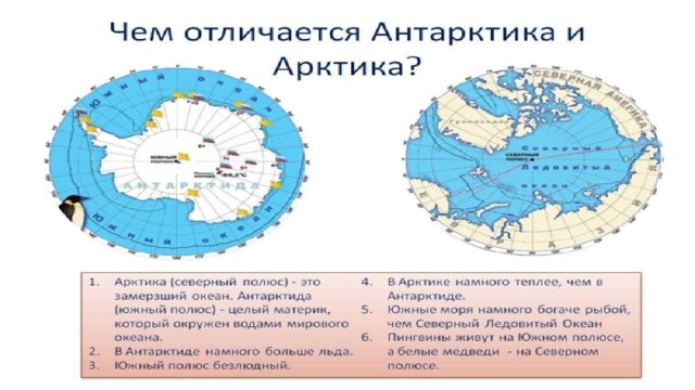 Презентация арктика и антарктика для дошкольников