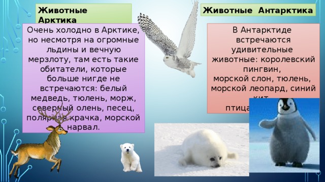 Презентация для детей старшего дошкольного возраста на тему: Животные  Арктики и Антарктиды.