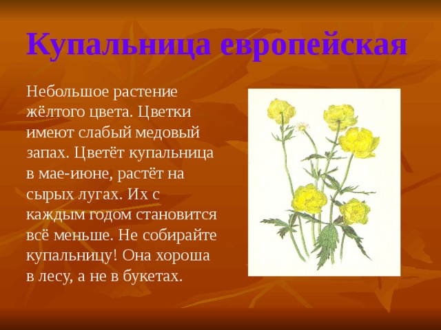 Купальница европейская  Небольшое растение жёлтого цвета. Цветки имеют слабый медовый запах. Цветёт купальница в мае-июне, растёт на сырых лугах. Их с каждым годом становится всё меньше. Не собирайте купальницу! Она хороша в лесу, а не в букетах. 