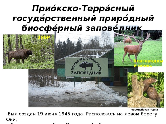 Прио́кско-Терра́сный госуда́рственный приро́дный биосфе́рный запове́дник ЗУБР благородный олень  Был создан 19 июня 1945 года. Расположен на левом берегу Оки, в Серпуховском районе Московской области.  