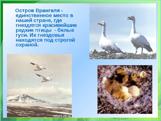 Заповедник врангеля проект 4 класс