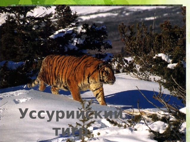 Уссурийский тигр 