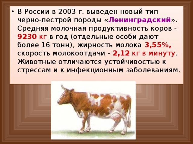 В России в 2003 г. выведен новый тип черно-пестрой породы « Ленинградский ». Средняя молочная продуктивность коров - 9230  кг в год (отдельные особи дают более 16 тонн), жирность молока 3,55%, скорость молокоотдачи - 2,12 кг в минуту . Животные отличаются устойчивостью к стрессам и к инфекционным заболеваниям. 
