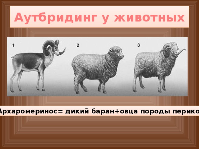 Аутбридинг у животных Архаромеринос= дикий баран+овца породы перикос 