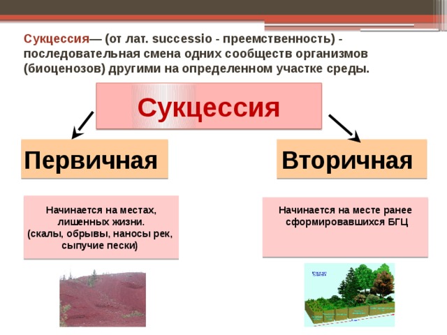 Различия между первичными и вторичными сукцессиями. Развитие экосистем: сукцессии, этапы сукцессии.. Сукцессии первичные и вторичные таблица. Экологическая сукцессия первичная и вторичная. Первичная сукцессия и вторичная сукцессия.