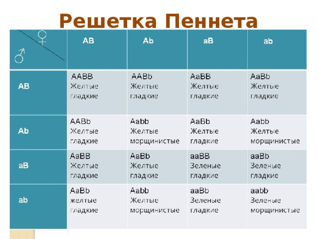 Решетка Пеннета 