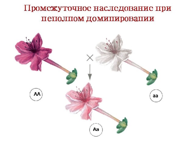 Промежуточный характер наследования 