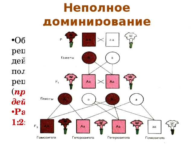 Неполное доминирование волосы. Опыты Менделя неполное доминирование. Неполное доминирование схема. Фенотип при неполном доминировании. Неполное доминирование расщепление.