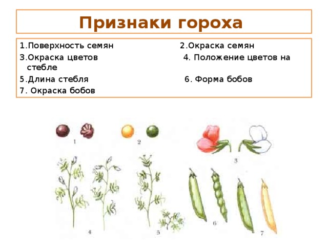 Признаки гороха. Поверхность семян. Признаки семян гороха. Альтернативные признаки гороха.