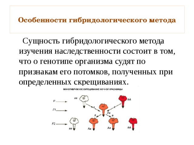  Особенности гибридологического метода    Сущность гибридологического метода изучения наследственности состоит в том, что о генотипе организма судят по признакам его потомков, полученных при определенных скрещиваниях. 