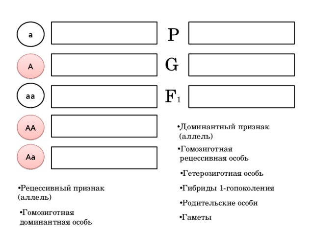 а Р G А F 1 аа АА Доминантный признак  (аллель) Гомозиготная  рецессивная особь Аа Гетерозиготная особь Рецессивный признак Гибриды 1-гопоколения (аллель) Родительские особи Гомозиготная доминантная особь Гаметы 