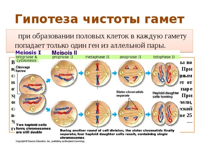 Гипотеза чистоты гамет  при образовании половых клеток в каждую гамету попадает только один ген из аллельной пары. В процессе образования гамет у гибрида гомологичные хромосомы во время I мейотического деления попадают в разные клетки. При слиянии мужских и женских гамет получается зигота с диплоидным набором хромосом. При этом половину хромосом зигота получает от отцовского организма, половину — от материнского. По данной паре хромосом (и данной паре аллелей) образуются два сорта гамет. При оплодотворении гаметы, несущие одинаковые или разные аллели, случайно встречаются друг с другом. В силу статистической вероятности при достаточно большом количестве гамет в потомстве 25 % генотипов будут гомозиготными доминантными, 50 % — гетерозиготными, 25 % — гомозиготными рецессивными 